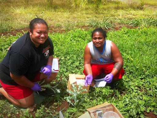 Joyce Auau and Jemkar Jemkar collecting latex from a pua kala plant