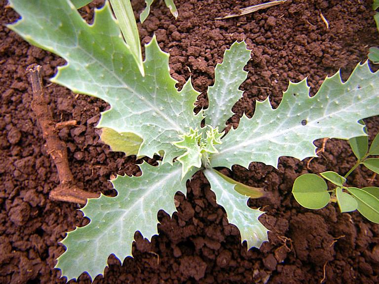 Juvenile pua kala growing in the poppy garden experiment