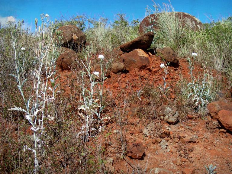 Prickly poppies growing among red volcanic rocks in Hawaiʻi
