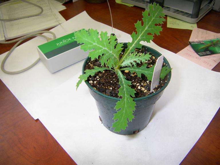 Pua kala plant with waxy blue-green leaves