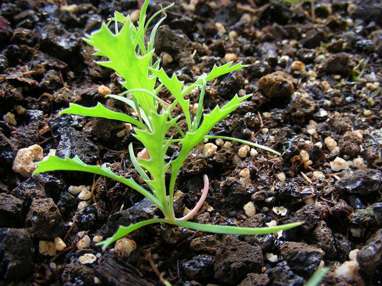 Young pua kala seedling with sharply lobed leaves