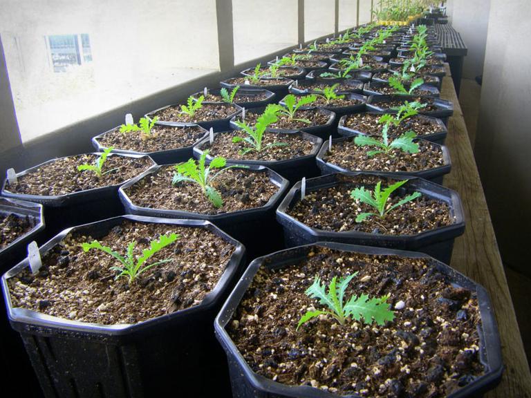 Rows of potted pua kala plants in a greenhouse