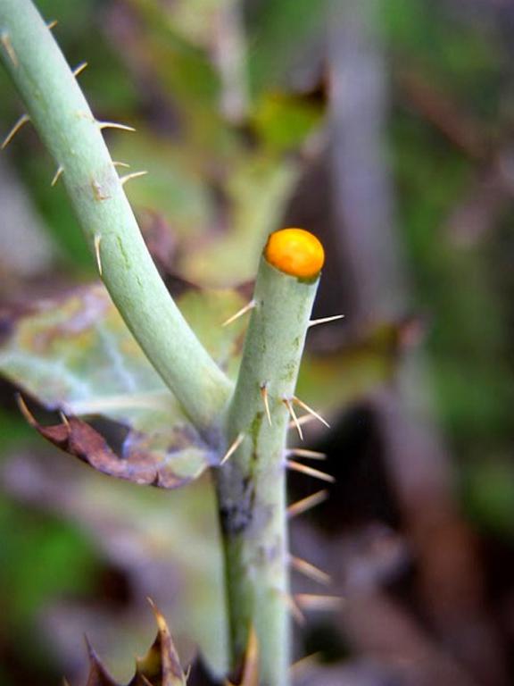 Bright orange latex emerging from a cut pua kala stem