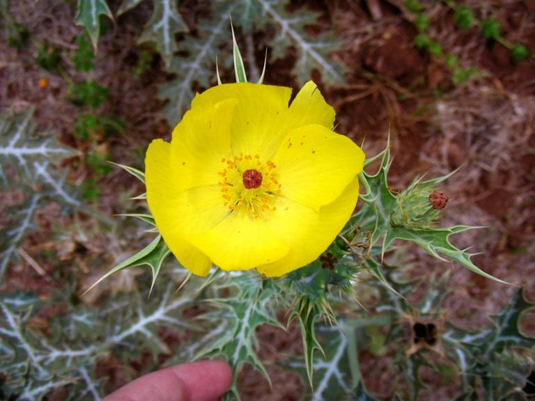 Yellow flower of the Mexican poppy Argemone mexicana