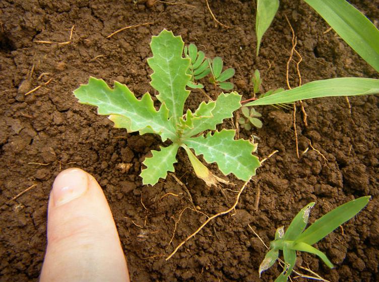 Nearly prickle-free pua kala seedling in soil