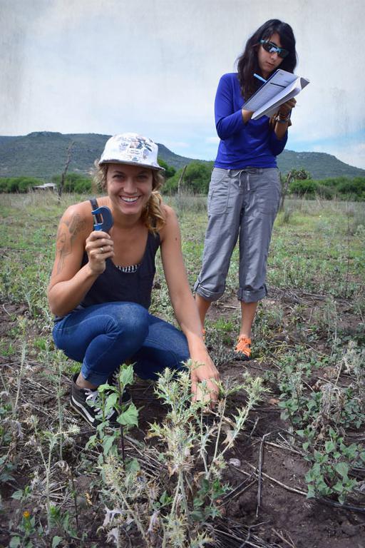 Researchers measuring prickly poppies in a field site in Mexico