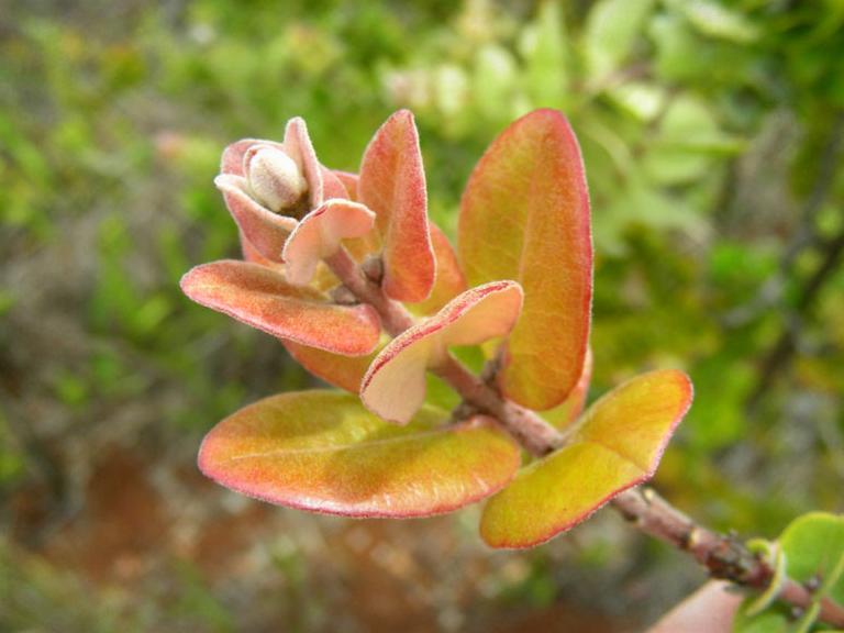 Young orange and green ʻōhiʻa leaves