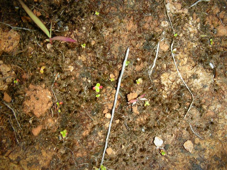 Tiny ʻōhiʻa seedlings growing across mossy ground