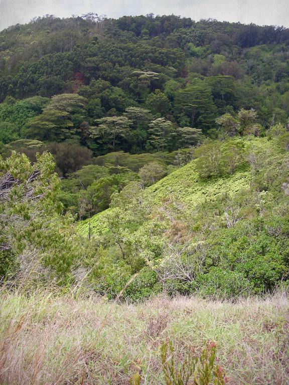 Dense native Hawaiian forest on a steep slope
