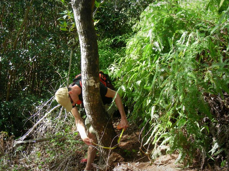 Researcher measuring the basal diameter of a forest tree