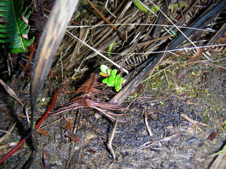 Small green ʻōhiʻa seedling on the forest floor