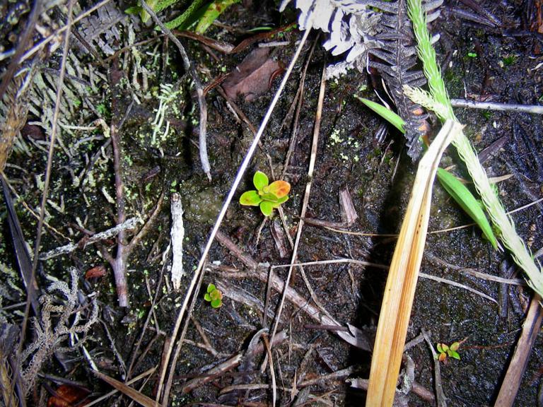 Tiny ʻōhiʻa seedlings among wet forest litter