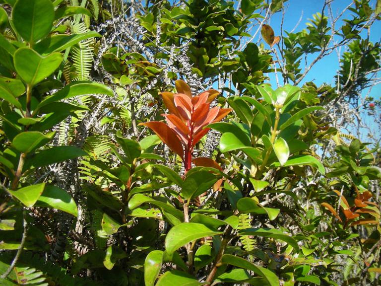 Red new growth on a glabrous ʻōhiʻa plant