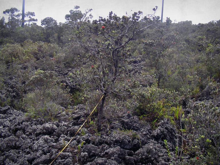 Research transect crossing a young lava landscape with ʻōhiʻa