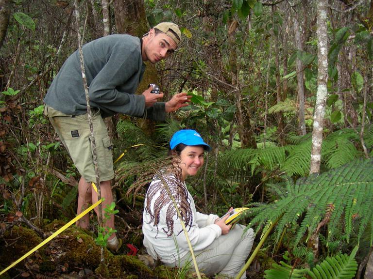 Two researchers collecting transect data in a fern forest