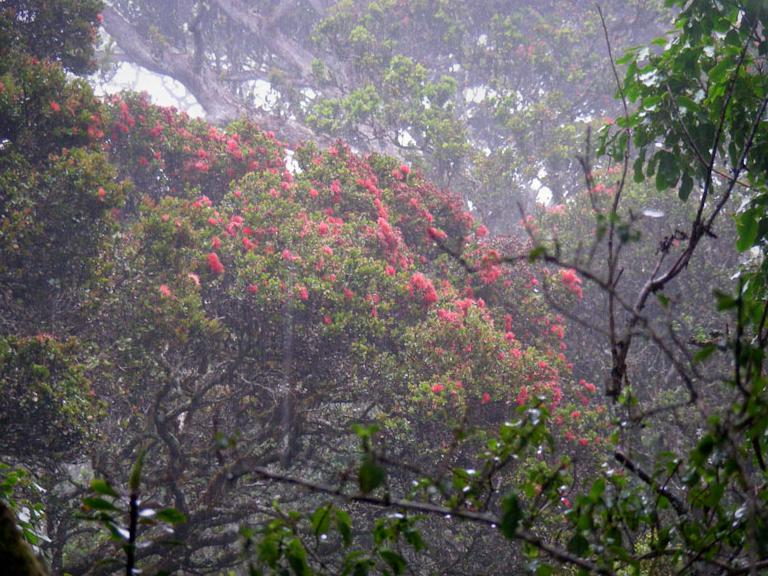Red flowering ʻōhiʻa trees in a misty Maui forest