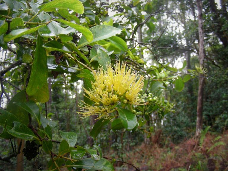 Yellow ʻōhiʻa lehua flower in a native forest