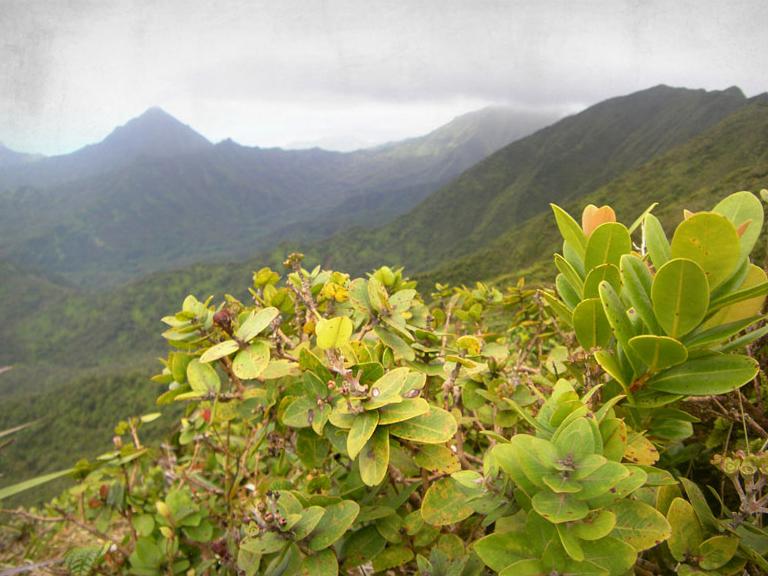ʻŌhiʻa foliage with sparse psyllid gall damage above a mountain valley