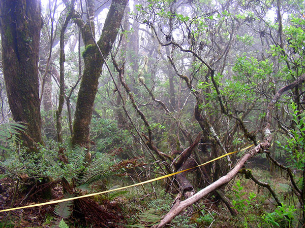 Researchers conducting forest transects at Waikamoi Preserve on Maui