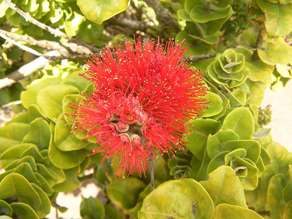 Red ʻōhiʻa lehua flowers and foliage