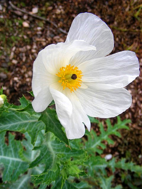 Pua kala, the endemic Hawaiian prickly poppy